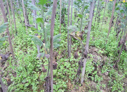 Người trồng hoa Tết khóc vì mất mùa ảnh 7