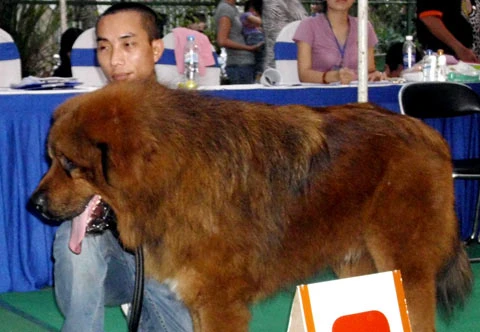 Thi "hoa hậu chó" ảnh 10