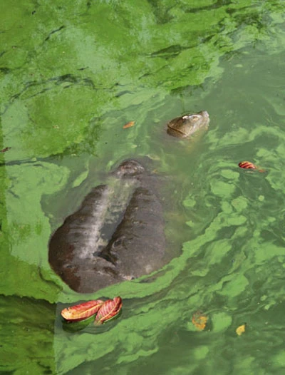 Cụ Rùa lại nổi khi trời hửng nắng ảnh 3