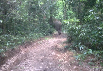 Voi rừng xuất hiện gần rẫy của dân ảnh 1