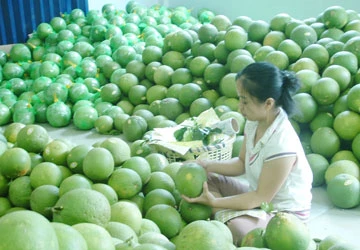 Nghịch lý trái cây miền Tây - Bài 2: Xuất khẩu: Kiểu nào cũng thua ảnh 1