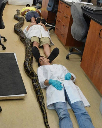 Phát hiện trăn Miến Điện khổng lồ tại Mỹ ảnh 1