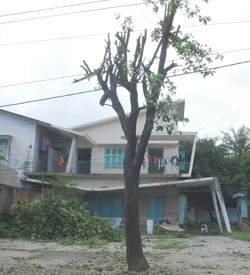 Suýt nữa thì cây trâm này đã bị đốn trụi.