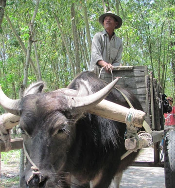 Làng xe trâu ảnh 1