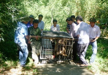 Bàn giao cá thể hổ nặng 170kg về Sóc Sơn, Hà Nội ảnh 1