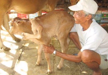 Con bê năm chân được hỏi mua hơn 100 triệu đồng ảnh 1 Con bê năm chân được hỏi mua hơn 100 triệu đồng ảnh 1