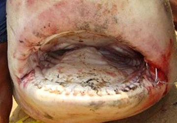 Người câu được cá mập gần bờ đang chờ nhận thưởng ảnh 2