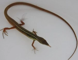 “Rắn” bốn chân ảnh 1