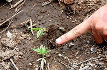 Đột nhập “lãnh địa” cần sa- Kỳ 1: Gian nan đường lên đỉnh Mây Tàu ảnh 6