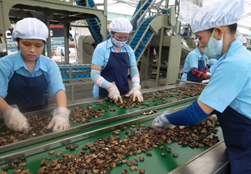 Ra tết không lo thiếu nhân công ảnh 1