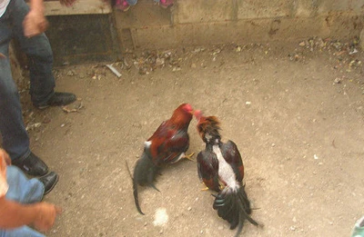 Gà chọi đá chết người ở bang California, Mỹ ảnh 1