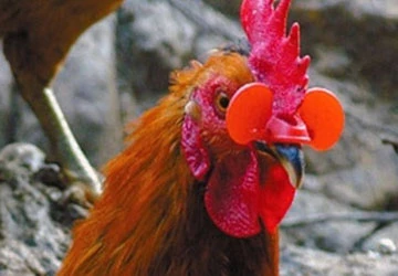 Đeo kính cho... gà trống ảnh 1