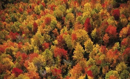 Những nơi sắp biến mất khỏi châu Mỹ ảnh 7