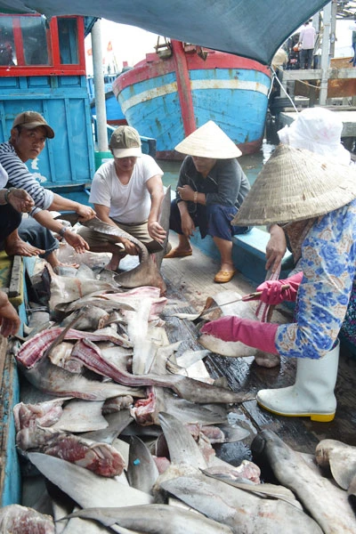 Một tàu cá Quảng Ngãi săn được 40 con cá mập ảnh 8