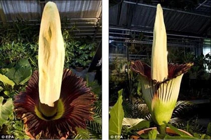 Chiêm ngưỡng “hoa tử thi” khổng lồ 75 năm mới nở ảnh 2