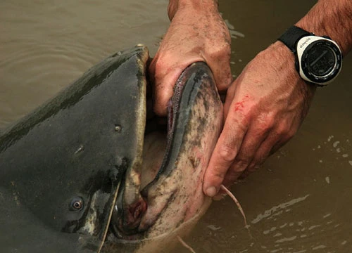 Săn cá trê khổng lồ dài 2,3m ảnh 3