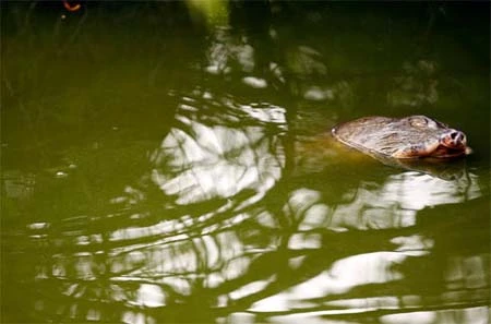 Cận cảnh cụ Rùa nổi trên hồ Gươm ảnh 4 Cận cảnh cụ Rùa nổi trên hồ Gươm ảnh 4