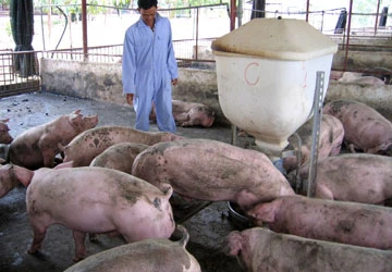 Đối phó với dịch heo tai xanh - Bài 1: Nguy cơ thiệt hại lớn về kinh tế ảnh 1 Đối phó với dịch heo tai xanh - Bài 1: Nguy cơ thiệt hại lớn về kinh tế ảnh 1