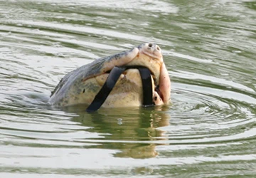 Hồ Gươm có thể có 2 “cụ” rùa ảnh 1