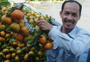 Trái cây tết ĐBSCL trúng mùa, được giá ảnh 1