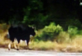 Hủy toàn bộ chuyến bay đến Phú Bài vì “bò tót" ảnh 1