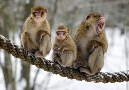 Khỉ tấn công taxi để "rửa thù" ảnh 1