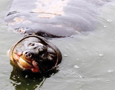 Cụ rùa hồ Gươm gặm ống ngầm ảnh 2