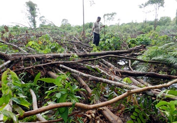 Rừng Phú Quốc tiếp tục bị tàn phá ảnh 1