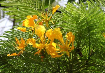 Sài Gòn có phượng vĩ hoa vàng ảnh 1