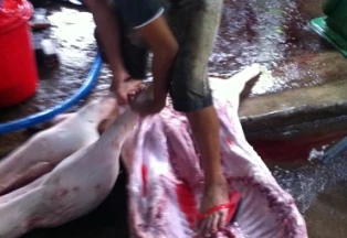 Thịt bẩn tuồn vào thành phố - Kỳ 1:Thâm nhập lò mổ heo chết ảnh 1