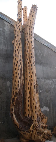 Cây trầm hương 160 năm tuổi mừng đại lễ ảnh 1