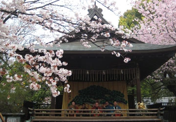 Ngắm hoa anh đào dưới chân Phú Sĩ ảnh 2