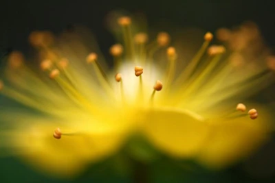 Chụp cận chi tiết có thể tạo ra những hiệu ứng đẹp. Ảnh: Photoradar.