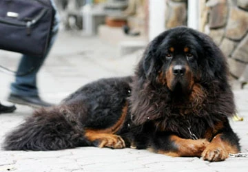 Nuôi “chó thần” Tây Tạng ảnh 1