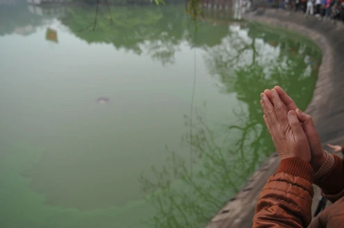 Rùa hồ Gươm uể oải bơi trước ngày được chữa bệnh ảnh 2