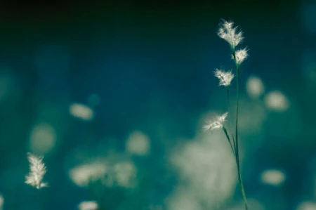 Độ tương phản màu đẹp lạ qua ảnh hồng ngoại ảnh 11