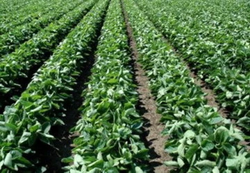 Argentina phản đối Tây Ban Nha ngừng nhập diesel ảnh 1