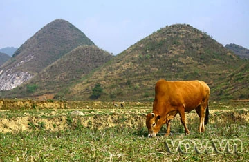 Thanh bình thung lũng Tam Sơn ảnh 4