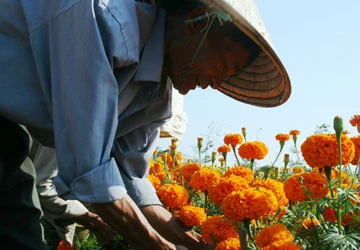 Đà Nẵng nhộn nhịp thị trường hoa cảnh đón tết ảnh 1