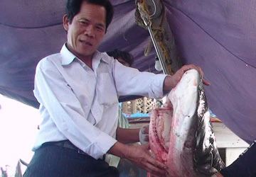 Săn cá mập - Bài 2: Sói biển giữa phong ba ảnh 1 Săn cá mập - Bài 2: Sói biển giữa phong ba ảnh 1