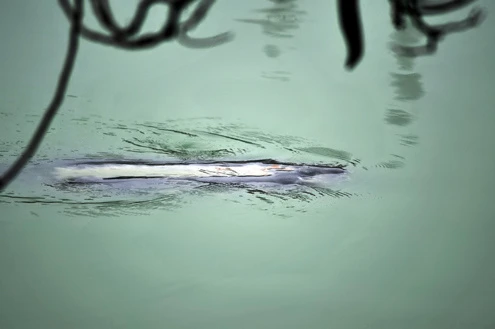 Rùa hồ Gươm uể oải bơi trước ngày được chữa bệnh ảnh 8