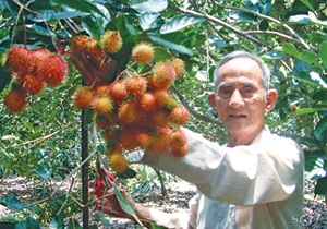 Chôm chôm Global GAP Sáu Hớn Chôm chôm Global GAP Sáu Hớn