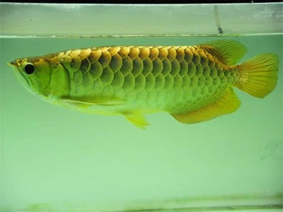 Rao bán cá rồng giá trên 100 triệu đồng ảnh 3 Rao bán cá rồng giá trên 100 triệu đồng ảnh 3