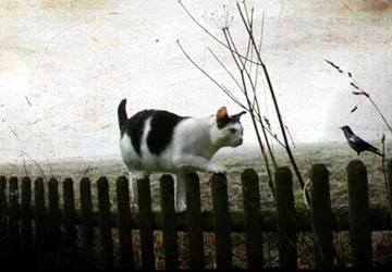 Giải mã bí ẩn của những giấc mơ ảnh 9