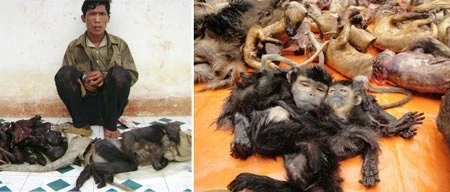 Ăn thịt voọc, thú chơi man rợ của đại gia ảnh 2