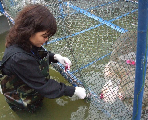 Cận cảnh chăm sóc Rùa trong bể nhân tạo ảnh 4