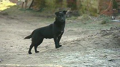 Chú chó cứu sống bé 3 tuổi ảnh 2