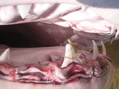 Phú Yên: Bắt được cá mập dài 5m ảnh 6