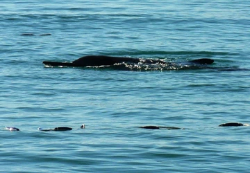 Cá heo xuất hiện gần bờ biển Nha Trang ảnh 1