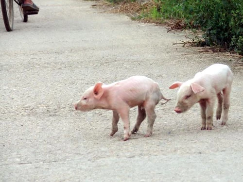 Heo bệnh bị “tống cổ” ra đầy đường ảnh 1 Heo bệnh bị “tống cổ” ra đầy đường ảnh 1